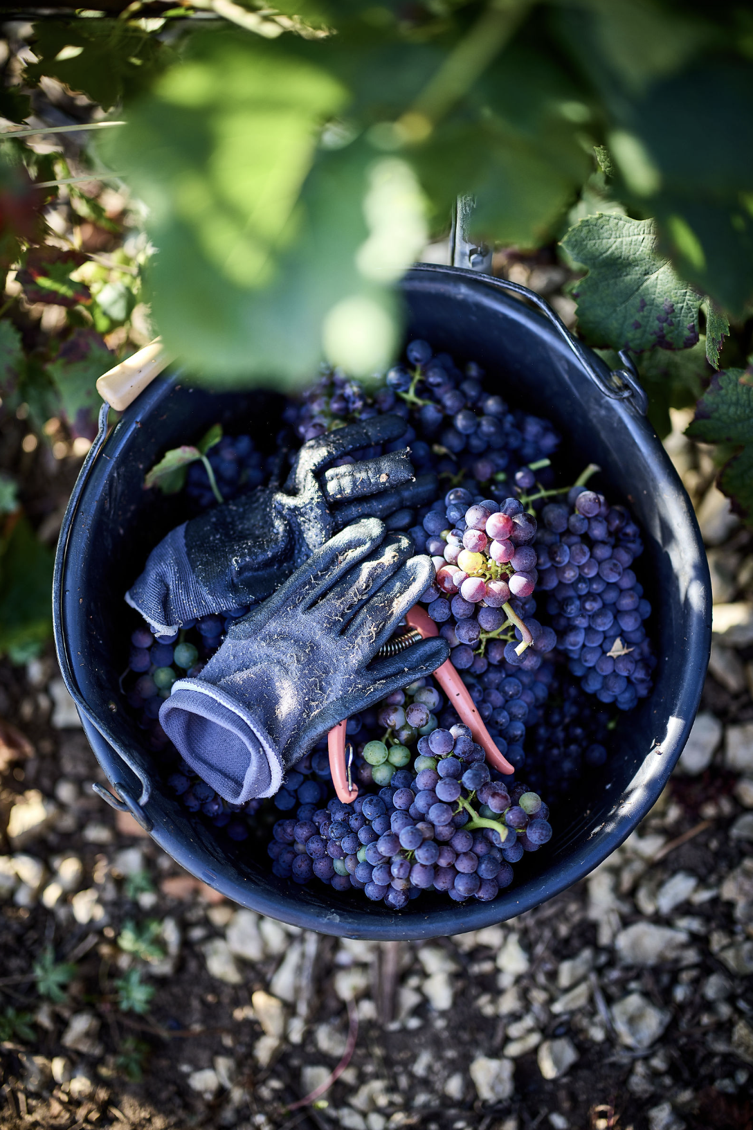 Côte des Bar, rime avec Pinot noir !